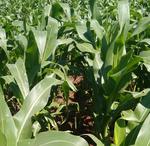 Nutritional status of corn plants estimated through different vegetation indices in the growth stages